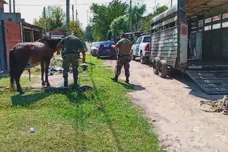 Los animales fueron trasladados a un refugio en Villa Astolfi.&nbsp;
