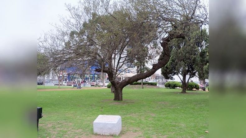 SÍMBOLO PILARENSE. En 1942 se nombró al espinillo “árbol municipal”..