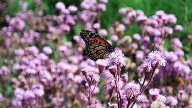 COLOR. Las mariposas y picaflores buscan las plantas nativas.