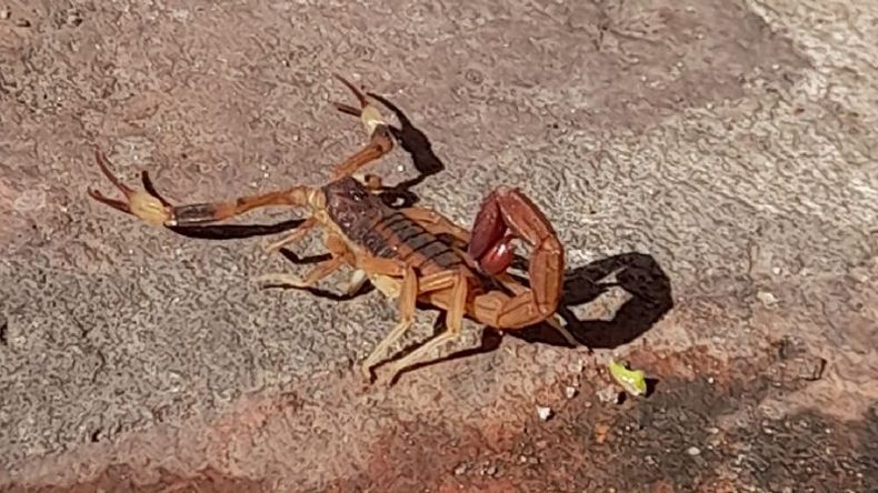 El ejemplar que apareció en Derqui (foto Silvia Flores)..