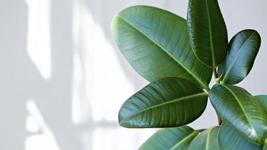 ¿como saber si a una planta le falta luz?