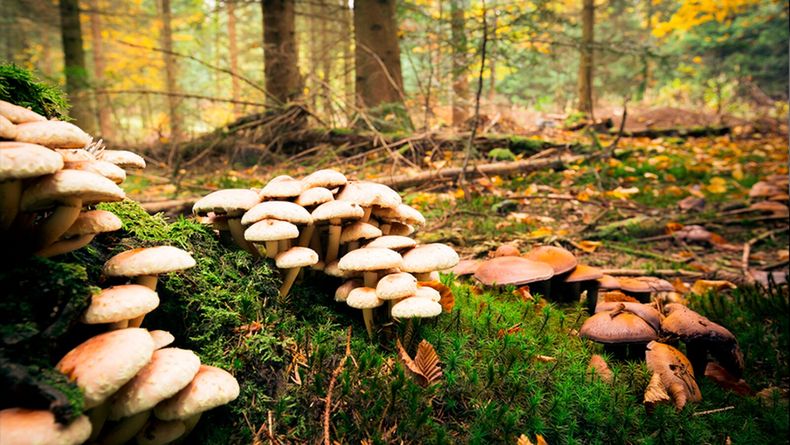 Se investiga poco el papel que tienen los hongos en los ecosistemas de la Tierra. (el financiero.com)..jpg